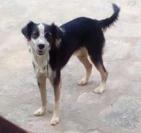 Cachorro raça SRD idade 7 a 11 meses nome Tor