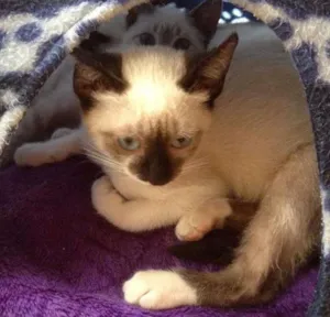 Gato raça felino idade 2 a 6 meses nome sem nome