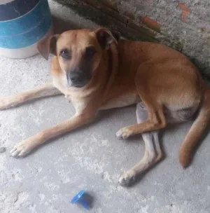 Cachorro raça Sem raça definida  idade 3 anos nome Spike 