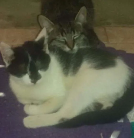 Gato ra a SRD idade 2 a 6 meses nome Não tem 