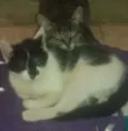 Não tem