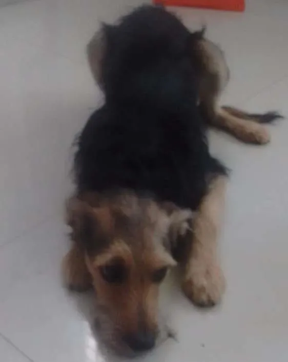 Cachorro ra a NÃO DEFINIDA idade 7 a 11 meses nome Aquiles