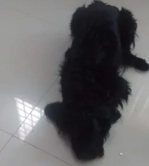 Cachorro raça NÃO DEFINIDA idade 3 anos nome MEL