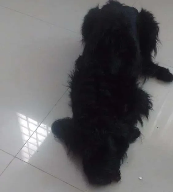Cachorro ra a NÃO DEFINIDA idade 3 anos nome MEL