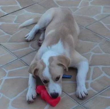 Cachorro ra a labrador com fox americano idade 2 a 6 meses nome Thor