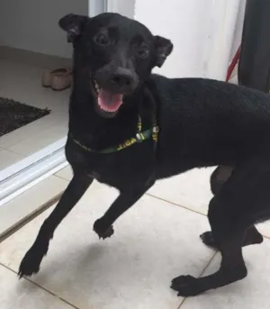 Cachorro raça rnd idade 7 a 11 meses nome Pretinha