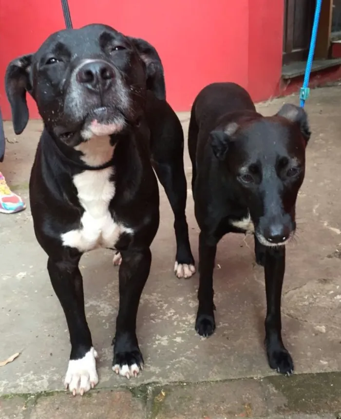 Cachorro ra a  idade 2 anos nome Nutella e Baunilha