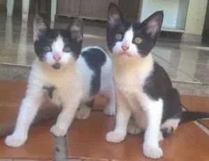 Gato raça  idade 2 a 6 meses nome sem nome