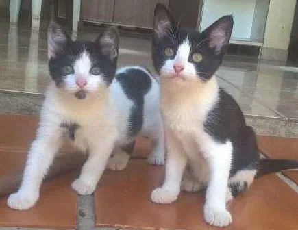 Gato ra a  idade 2 a 6 meses nome sem nome