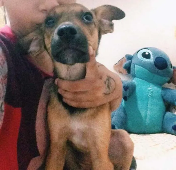 Cachorro ra a vira lata com bace idade 7 a 11 meses nome Laila