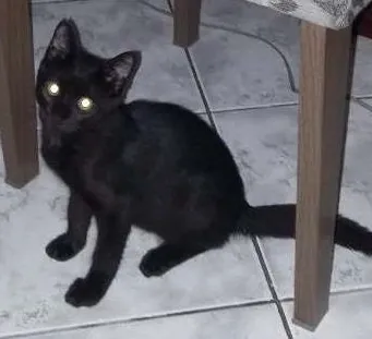 Gato ra a Felino idade 2 a 6 meses nome Neguim