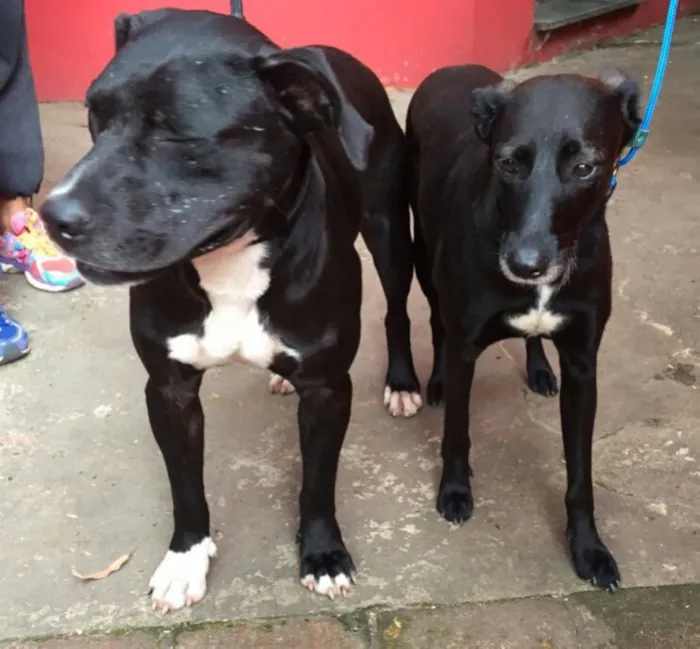 Cachorro ra a  idade 2 anos nome Nutella e Baunilha