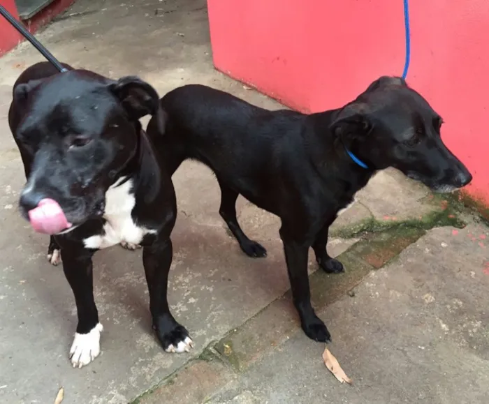 Cachorro ra a  idade 2 anos nome Nutella e Baunilha