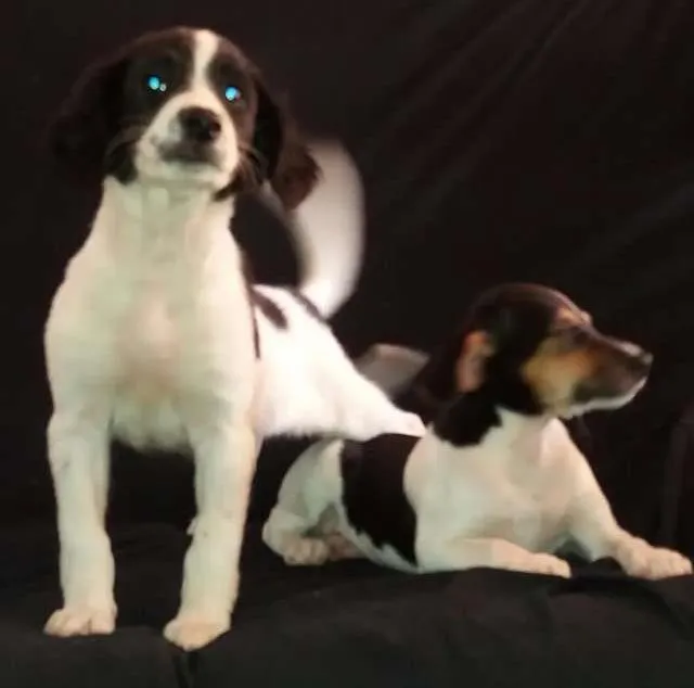 Cachorro ra a Vira lata idade 2 a 6 meses nome Sem nome