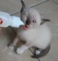 Balu 