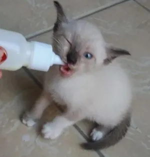 Gato raça Indefinida idade 2 a 6 meses nome Balu 