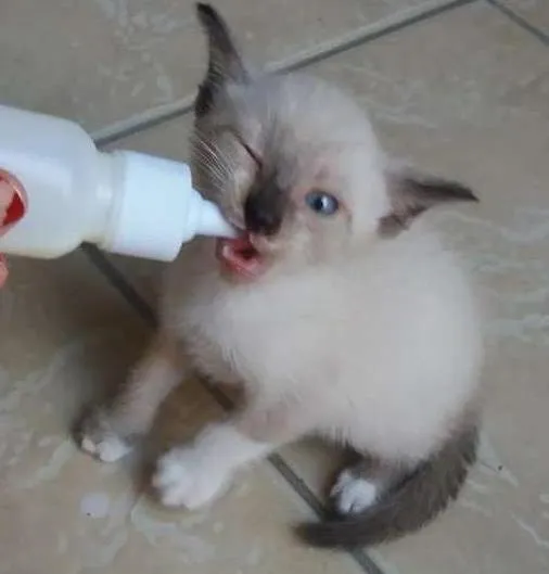 Gato ra a Indefinida idade 2 a 6 meses nome Balu 