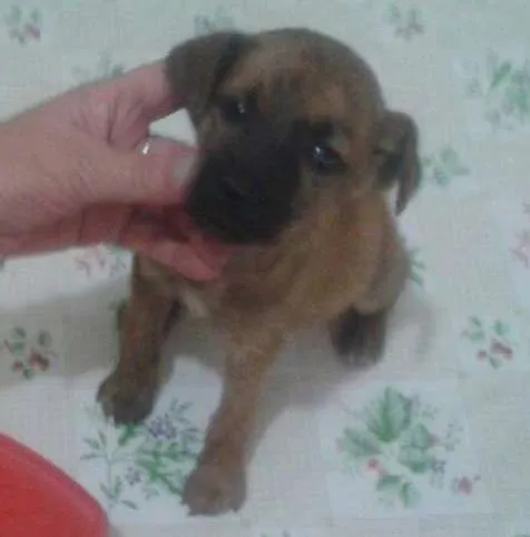 Cachorro ra a ? idade Abaixo de 2 meses nome Safira