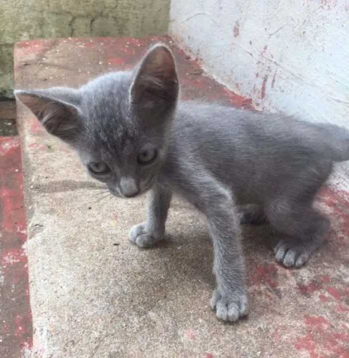 Gato ra a de rua idade 2 anos nome Ariel