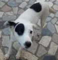 Branca