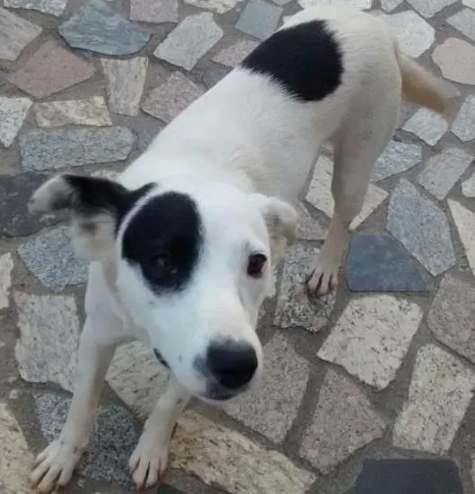 Cachorro ra a SRD idade 7 a 11 meses nome Branca