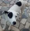 Cachorro raça SRD idade 7 a 11 meses nome Branca