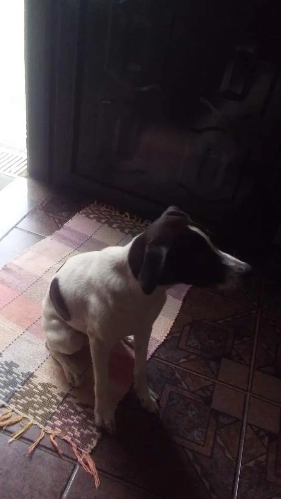 Cachorro ra a Fox Paulistinha idade 7 a 11 meses nome Nina