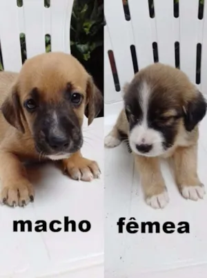 Cachorro raça Vira-lata idade 2 a 6 meses nome Ainda sem nome
