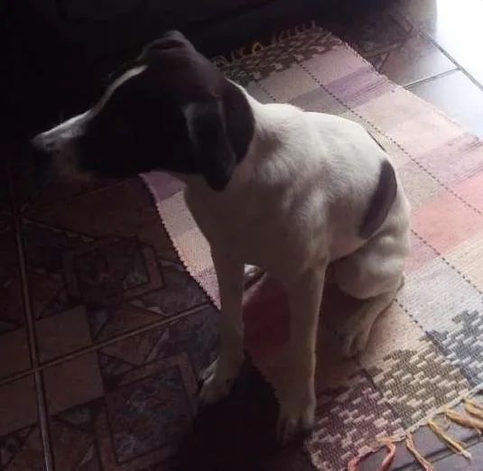 Cachorro ra a Fox Paulistinha idade 7 a 11 meses nome Nina