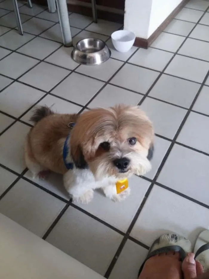 Cachorro ra a Lhasa Apso idade 6 ou mais anos nome flok