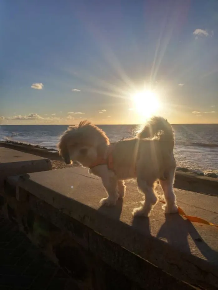 Cachorro ra a Lhasa Apso idade 6 ou mais anos nome flok