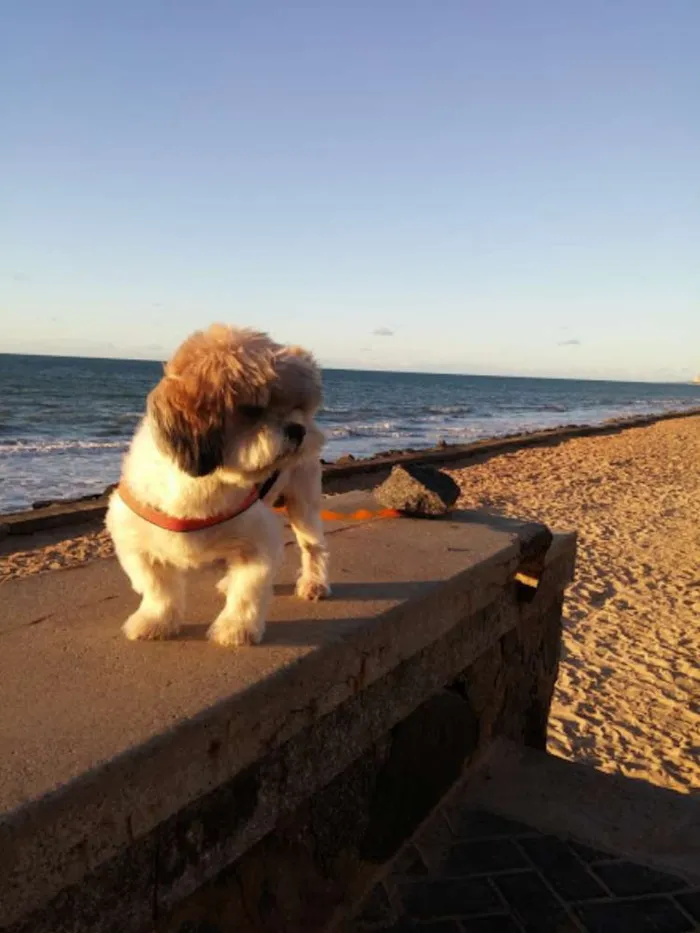 Cachorro ra a Lhasa Apso idade 6 ou mais anos nome flok