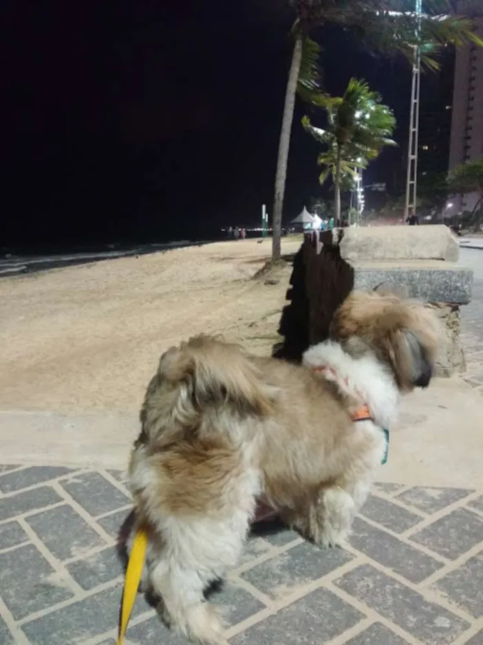 Cachorro ra a Lhasa Apso idade 6 ou mais anos nome flok