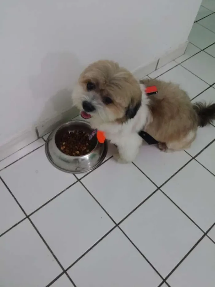 Cachorro ra a Lhasa Apso idade 6 ou mais anos nome flok