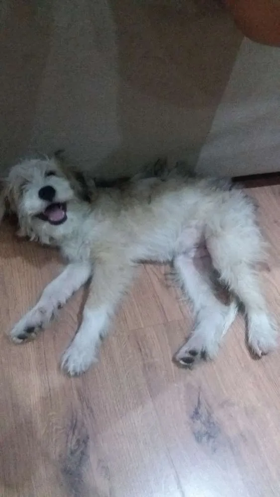 Cachorro ra a Mistura lhasa  idade 2 a 6 meses nome Jack