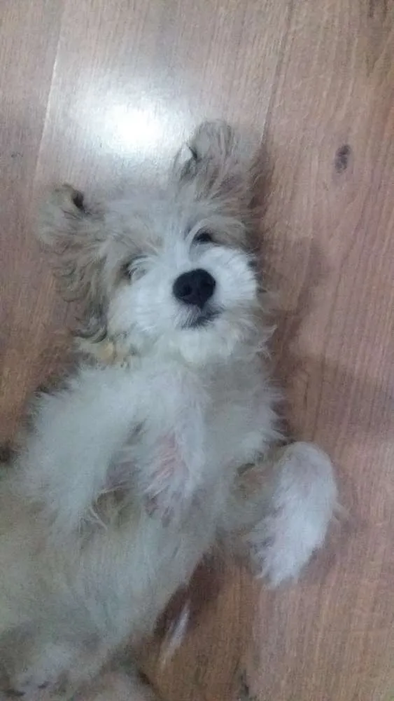 Cachorro ra a Mistura lhasa  idade 2 a 6 meses nome Jack