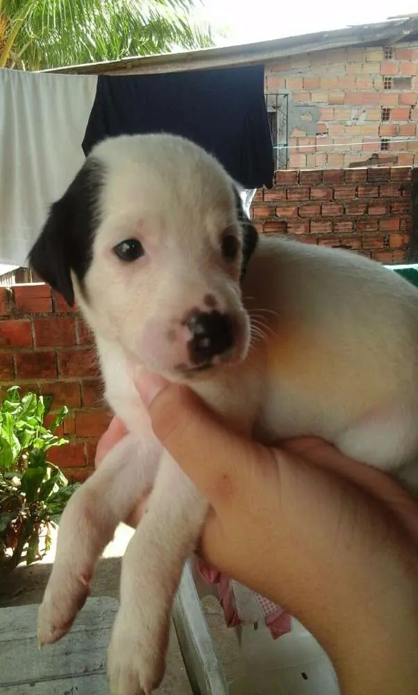 Cachorro raça Vira-lata idade 2 a 6 meses nome Ainda sem nome
