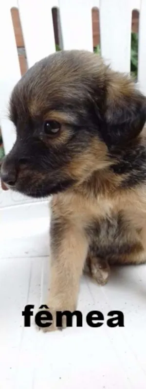Cachorro raça Vira-lata idade 2 a 6 meses nome Ainda sem nome