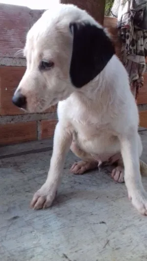 Cachorro raça Vira-lata idade 2 a 6 meses nome Ainda sem nome