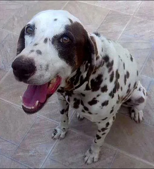 Cachorro ra a dálmata idade 6 ou mais anos nome Shaolin