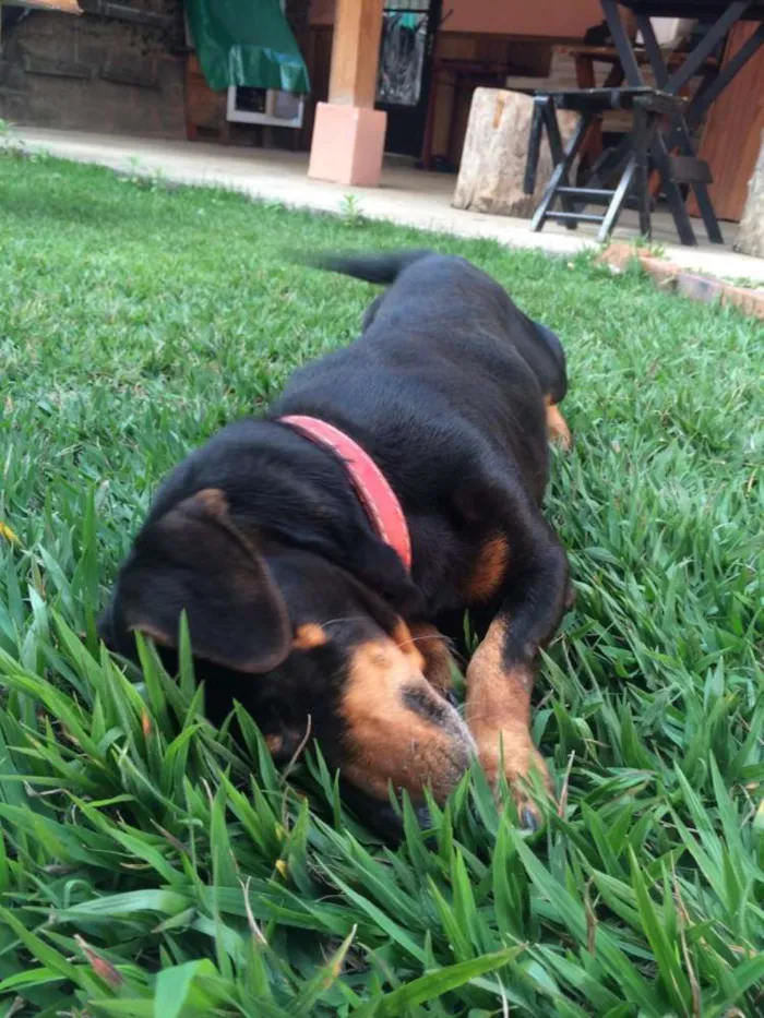 Cachorro raça Srd e Bassê idade 6 ou mais anos nome Pretinha e Toquinho