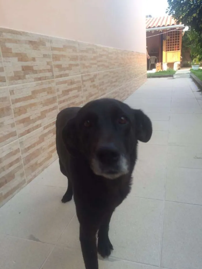 Cachorro raça Srd e Bassê idade 6 ou mais anos nome Pretinha e Toquinho