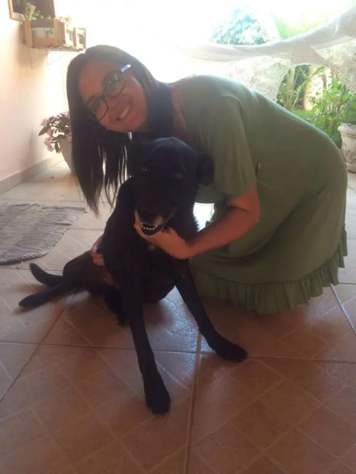 Cachorro raça Srd e Bassê idade 6 ou mais anos nome Pretinha e Toquinho