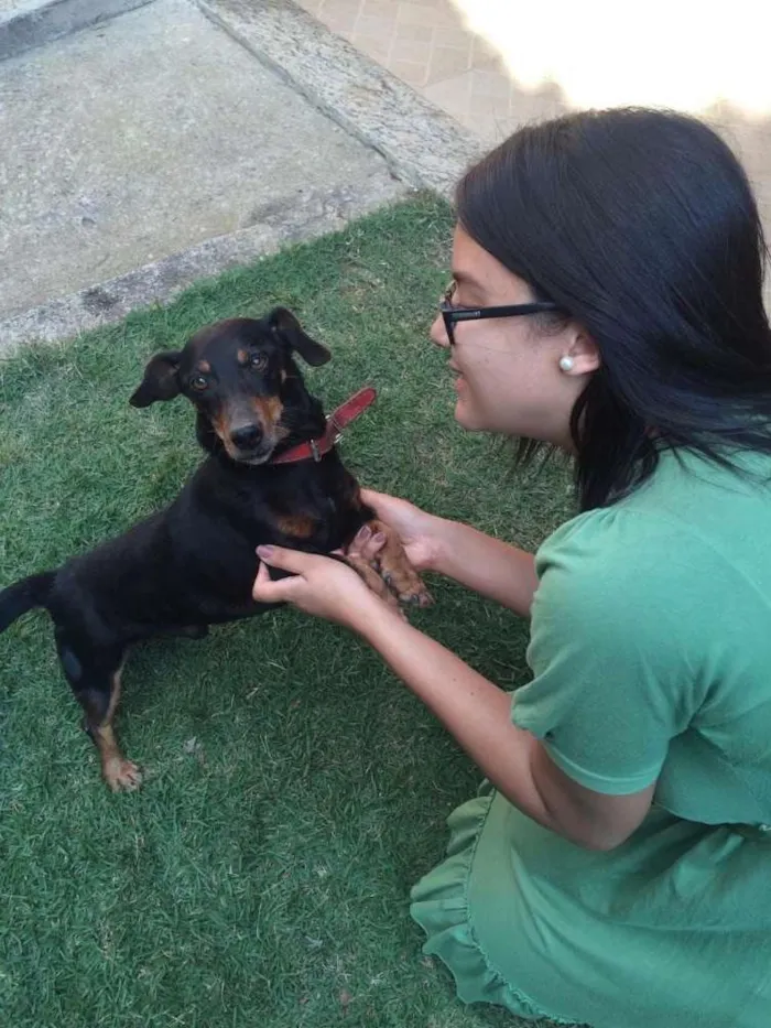 Cachorro raça Srd e Bassê idade 6 ou mais anos nome Pretinha e Toquinho