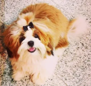 Cachorro raça Shi-Tzu idade 3 anos nome Toko