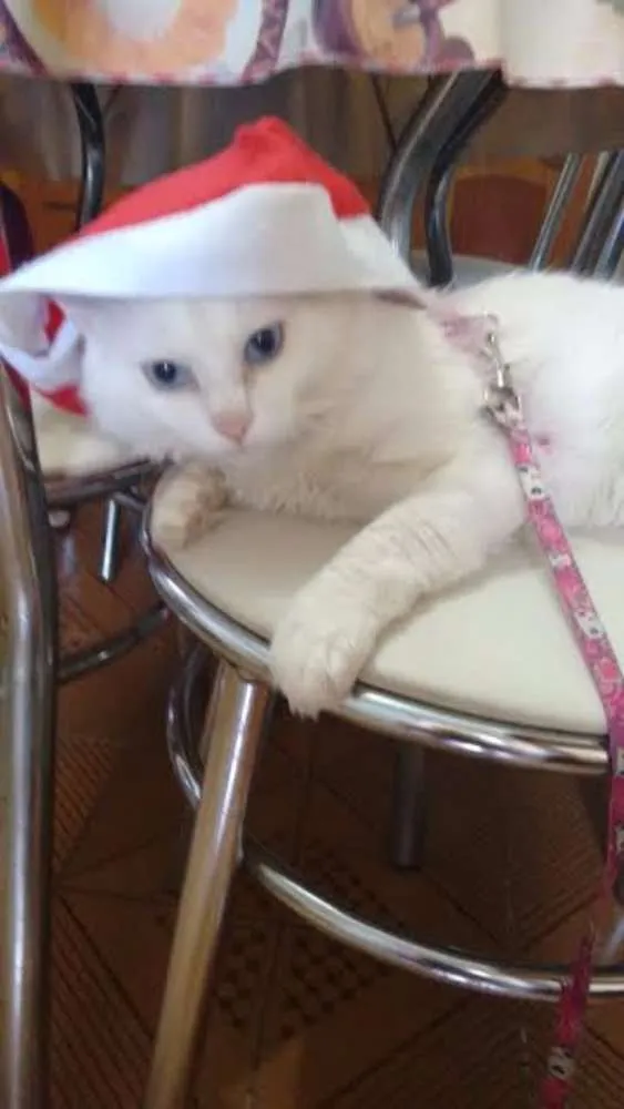 Gato ra a  idade 1 ano nome LIPI