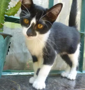 Gato raça srd idade 2 a 6 meses nome wladimir