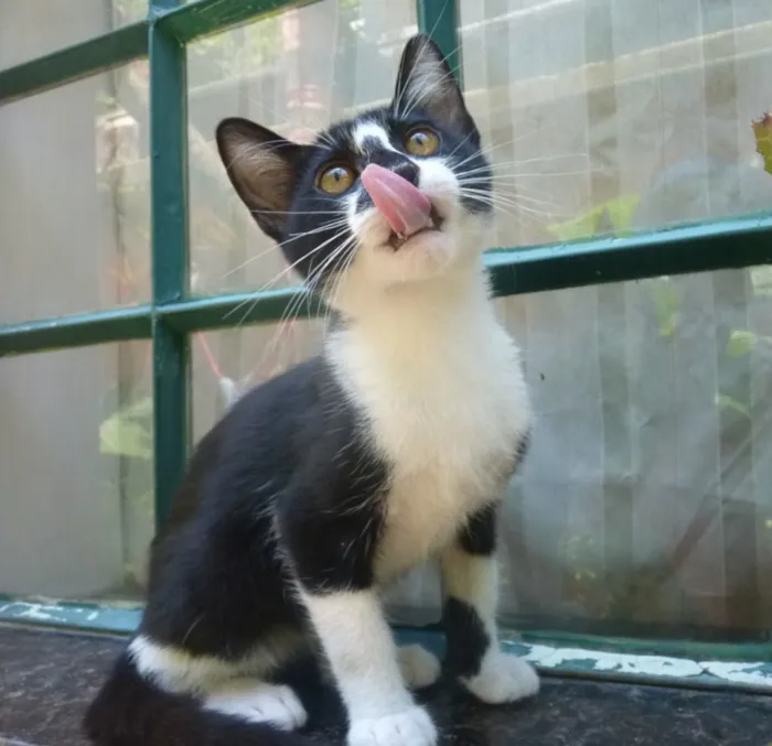 Gato ra a srd idade 2 a 6 meses nome wladimir