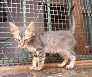 Gato raça srd idade 2 a 6 meses nome Tigrinho