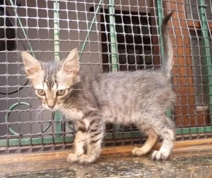 Gato ra a srd idade 2 a 6 meses nome Tigrinho